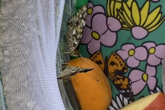 IMG_8067