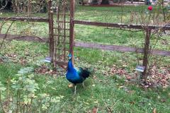 Nancy_15112022-32