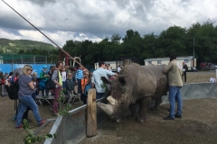Wanderung_Zirkus Krone_160518 (56) (Kopie)